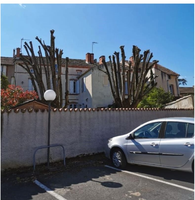 Deux arbres étêtés derrière un mur, en bordure de parking