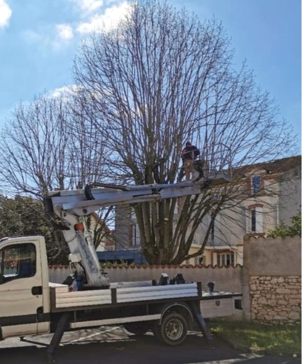 Élagage d'un grand arbre depuis la nacelle en centre-ville